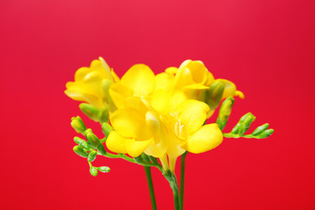 Beautiful freesia flowers on color backgroundの写真素材
