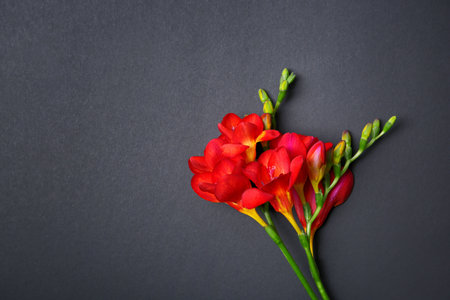 Beautiful freesia flowers on dark backgroundの写真素材