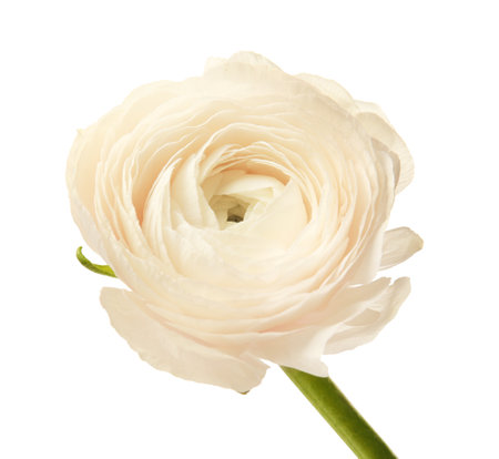 Beautiful ranunculus flower on white backgroundの写真素材