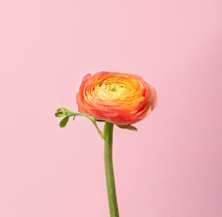 Beautiful ranunculus flower on color backgroundの写真素材