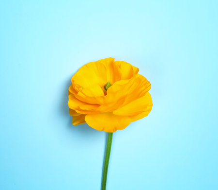 Beautiful ranunculus flower on color background