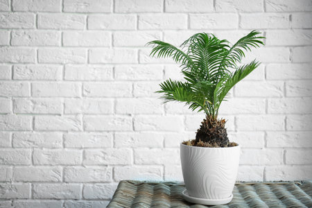Tropical palm on table against brick wall backgroundの写真素材