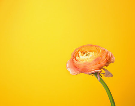 Beautiful ranunculus flower on color backgroundの写真素材