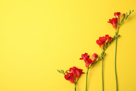 Beautiful freesia flowers on color backgroundの写真素材