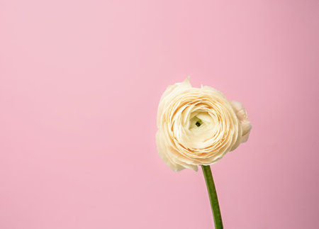 Beautiful ranunculus flower on color backgroundの写真素材
