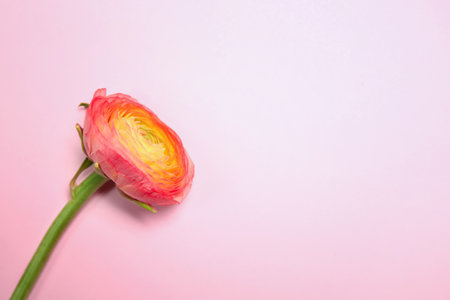 Beautiful ranunculus flower on color backgroundの写真素材