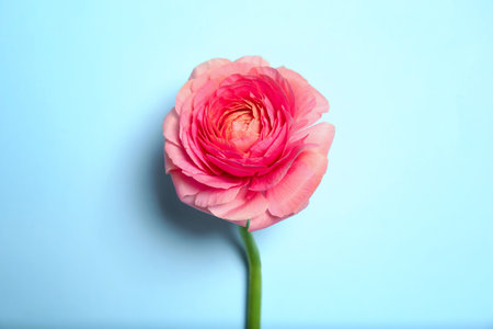 Beautiful ranunculus flower on color backgroundの写真素材