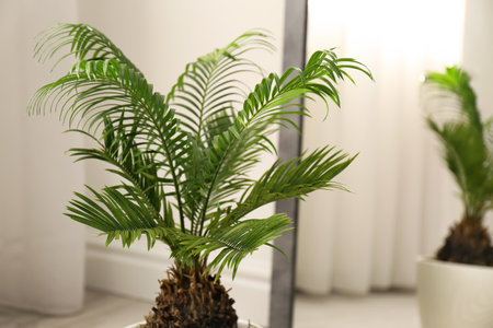 Tropical plant with green leaves near mirror indoors