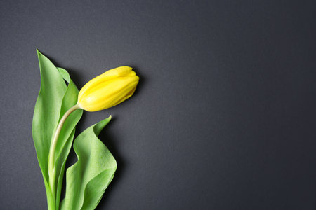 Yellow tulip on dark backgroundの写真素材