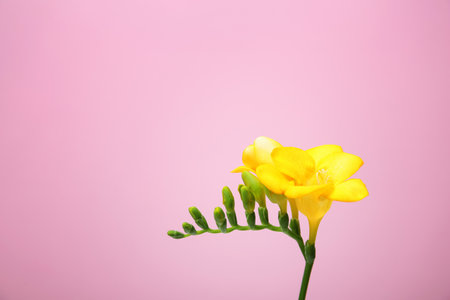beautiful freesia flower on color backgroundの写真素材