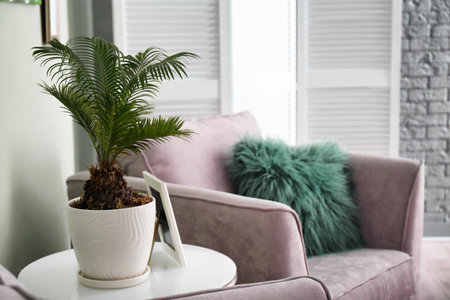 Tropical plant with green leaves and comfortable armchair in room interiorの写真素材