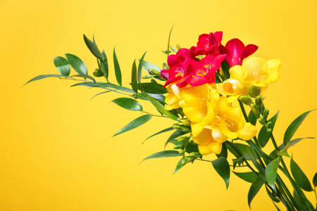 Bouquet with beautiful freesia flowers on color backgroundの写真素材