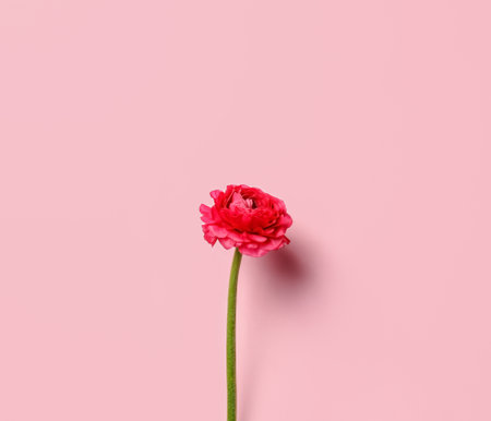 Beautiful ranunculus flower on color background