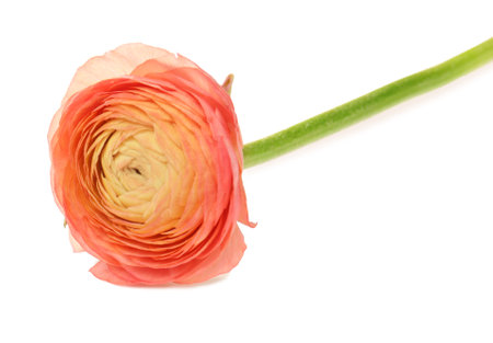 Beautiful ranunculus flower on white backgroundの写真素材