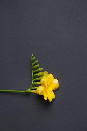 beautiful freesia on dark backgroundの写真素材
