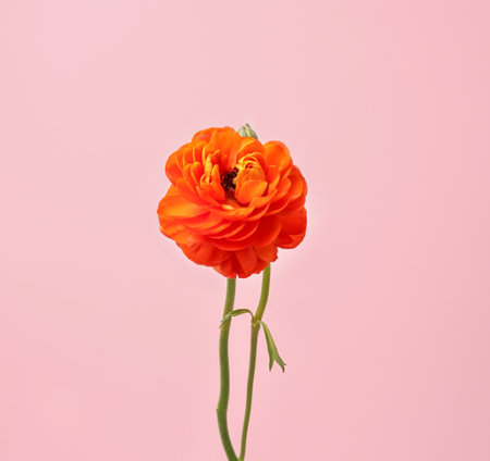 Beautiful ranunculus flower on color backgroundの写真素材
