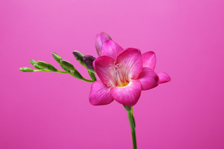 beautiful freesia flower on color backgroundの写真素材