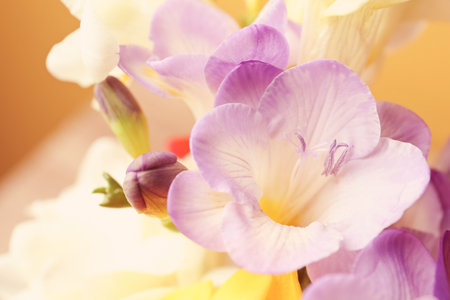 Beautiful freesia flowers, closeupの写真素材