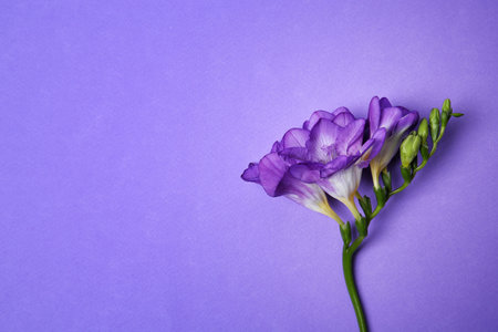 beautiful freesia on color backgroundの写真素材