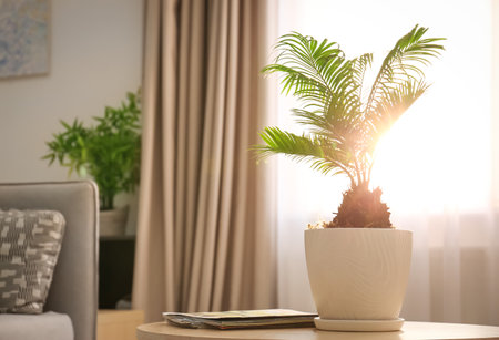 Flowerpot with tropical palm on table against window indoorsの写真素材