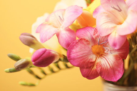 Beautiful freesia flowers on color background, closeupの写真素材