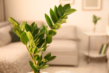 Tropical plant with green leaves indoors, closeupの写真素材
