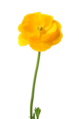 Beautiful ranunculus flower on white background