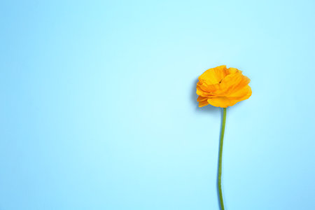 Beautiful ranunculus flower on color background