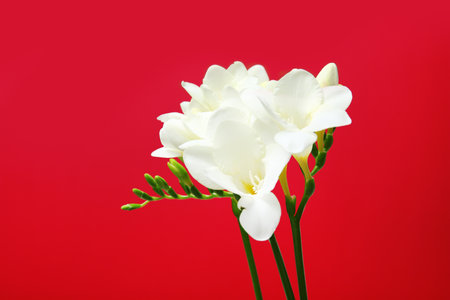 Beautiful freesia flowers on color backgroundの写真素材