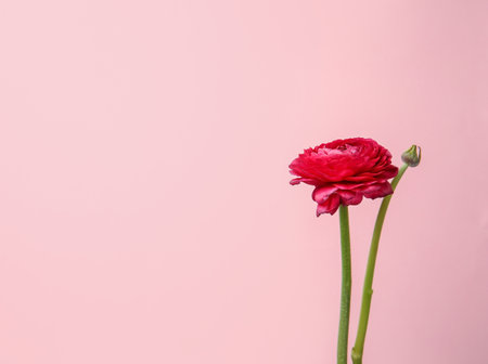 Beautiful ranunculus flower on color background