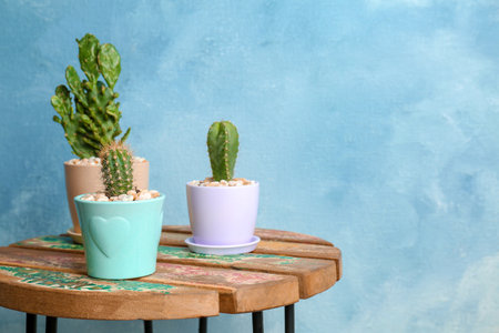 Beautiful cacti on table against color backgroundの写真素材
