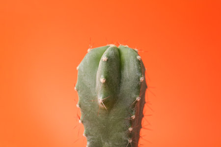 Beautiful cactus on color backgroundの写真素材