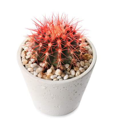 beautiful cactus on white backgroundの写真素材