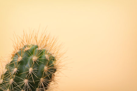 Beautiful cactus on color backgroundの写真素材