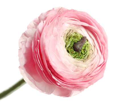 Beautiful ranunculus flower on white backgroundの写真素材