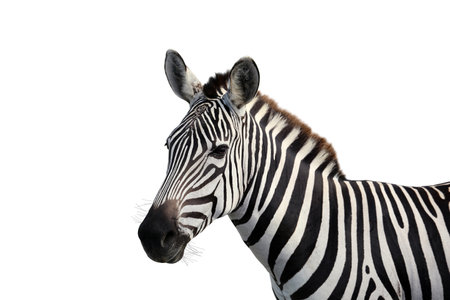 Beautiful striped African zebra on white background. wild animalの写真素材