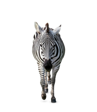 Beautiful striped African zebra on white background. wild animalの写真素材