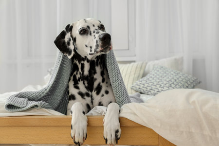 Adorable Dalmatian dog wrapped in blanket on bed indoorsの写真素材