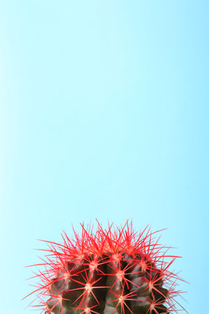 Beautiful cactus on color backgroundの写真素材