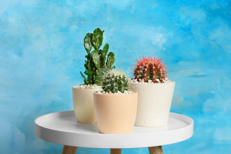 Beautiful cacti on table against color backgroundの写真素材