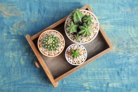Beautiful cacti in drawer on wooden background, top viewの写真素材