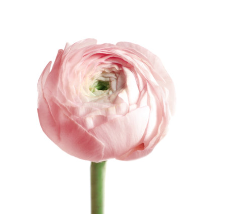 Beautiful ranunculus flower on white backgroundの写真素材