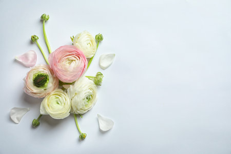 Beautiful ranunculus flowers on white background
