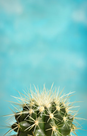 Beautiful cactus on color backgroundの写真素材
