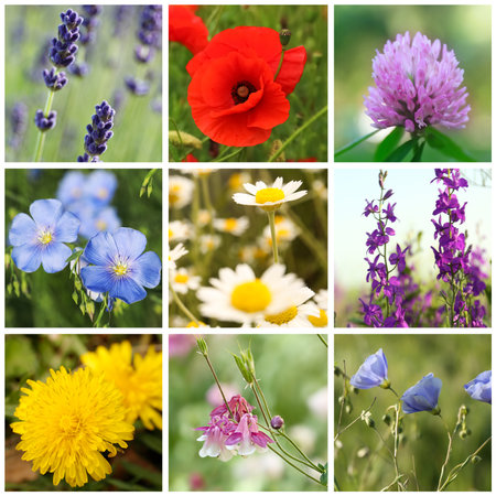 Collage with photos of different beautiful wild flowersの写真素材