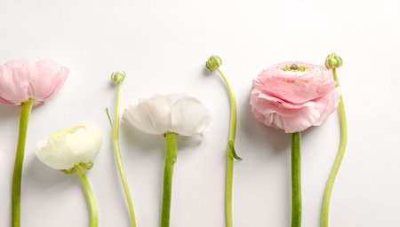 Beautiful ranunculus flowers on white backgroundの写真素材