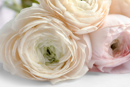 Beautiful ranunculus flowers on white background, closeupの写真素材