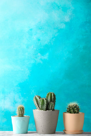 Beautiful cactuses in pots on table against color backgroundの写真素材