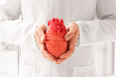 Doctor holding model of heart, closeup. heart attack conceptの写真素材