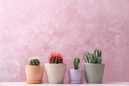 Beautiful cacti on color backgroundの写真素材